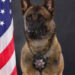 K9 Hannes, Kern County Sheriff's Office, California
