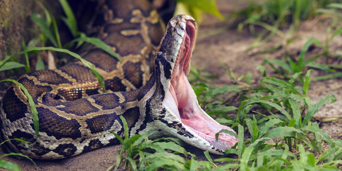 Massive snake shot by police while wrapped around man’s neck