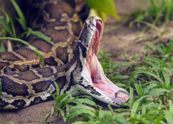 Massive snake shot by police while wrapped around man’s neck