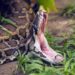 Massive snake shot by police while wrapped around man’s neck
