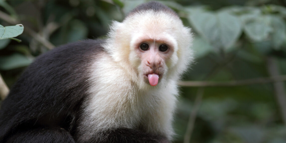 9-1-1 call to sheriff’s office turns out to be monkey business