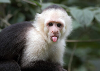 9-1-1 call to sheriff’s office turns out to be monkey business