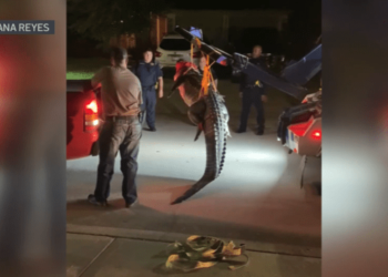 alligator