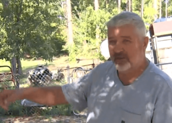 Dog owner says pet discovered abandoned baby in shed, father arrested – Law Officer