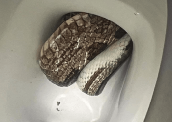 Alabama police encounter snake in toilet – Law Officer