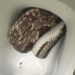 Alabama police encounter snake in toilet – Law Officer