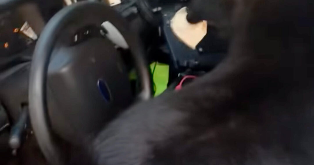 Alabama deputy’s patrol car gets broken into by pair of goats