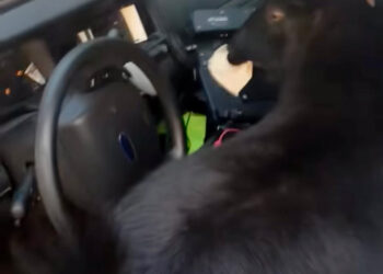 Alabama deputy’s patrol car gets broken into by pair of goats