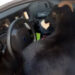 Alabama deputy’s patrol car gets broken into by pair of goats
