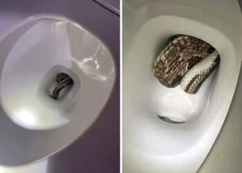 Alabama police respond to nightmarish call to remove snake from toilet