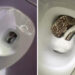 Alabama police respond to nightmarish call to remove snake from toilet