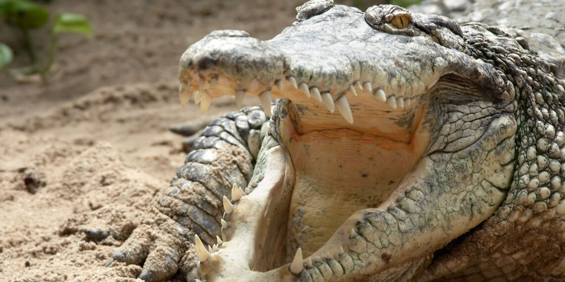 “Never a dull moment!”: Texas police detain an angry alligator near an ATM