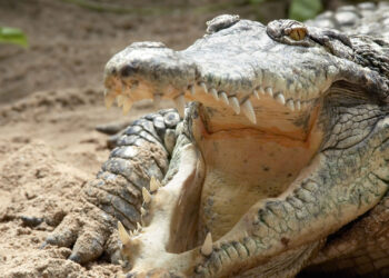 “Never a dull moment!”: Texas police detain an angry alligator near an ATM