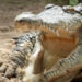 “Never a dull moment!”: Texas police detain an angry alligator near an ATM