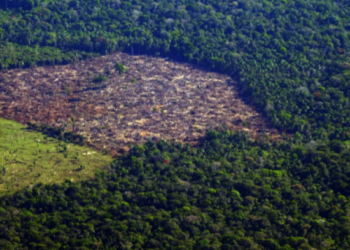 Photo: Alberto César Araújo/Amazônia Real, via Intervozes