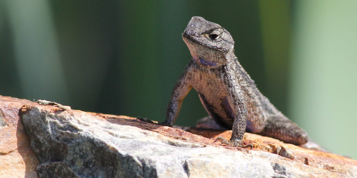 Port Chester police take custody of several lizards after receiving call about a mystery box sent to a wrong address