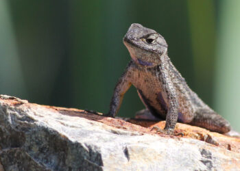 Port Chester police take custody of several lizards after receiving call about a mystery box sent to a wrong address