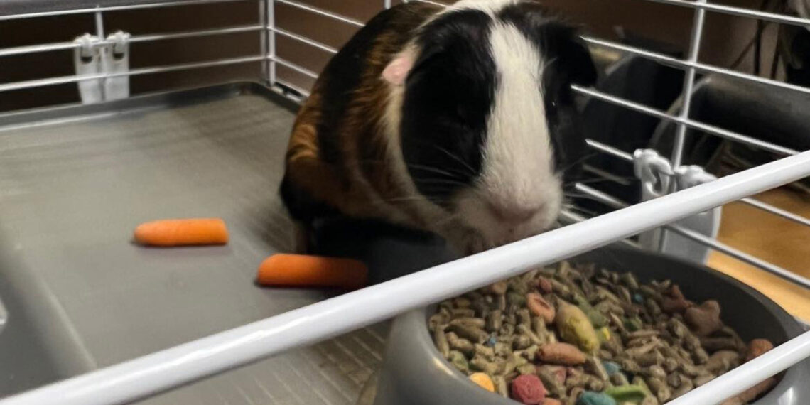 Ohio police department adopts abandoned guinea pig