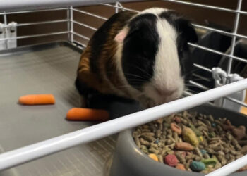 Ohio police department adopts abandoned guinea pig