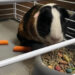 Ohio police department adopts abandoned guinea pig