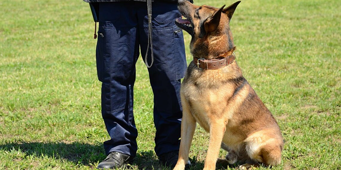 A healing paw: K-9 helps North Carolina deputy recover from gunshot wounds