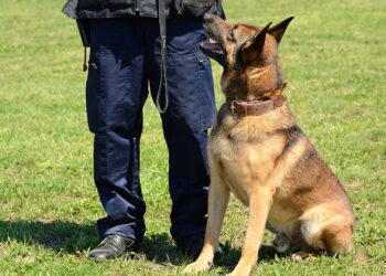A healing paw: K-9 helps North Carolina deputy recover from gunshot wounds