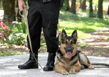 South Carolina police K-9 tracks down missing elderly woman with dementia