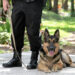 South Carolina police K-9 tracks down missing elderly woman with dementia