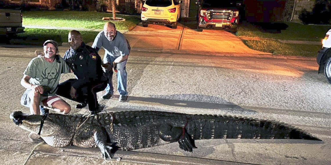 “See you later, alligator”: Texas deputies catch 12-foot alligator wandering through residential neighborhood