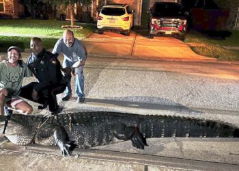 “See you later, alligator”: Texas deputies catch 12-foot alligator wandering through residential neighborhood