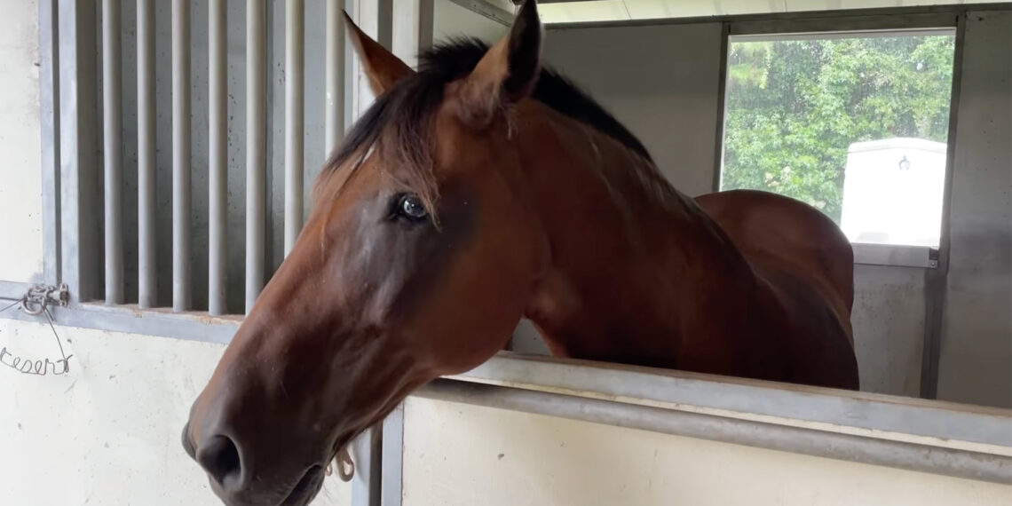 Wilmington police horse Elton hit by drunk driver for second time in his career