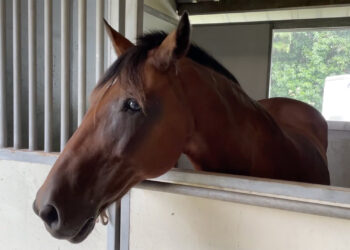 Wilmington police horse Elton hit by drunk driver for second time in his career