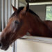 Wilmington police horse Elton hit by drunk driver for second time in his career