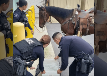 Horseback rider arrested for DUI after brief pursuit – Law Officer