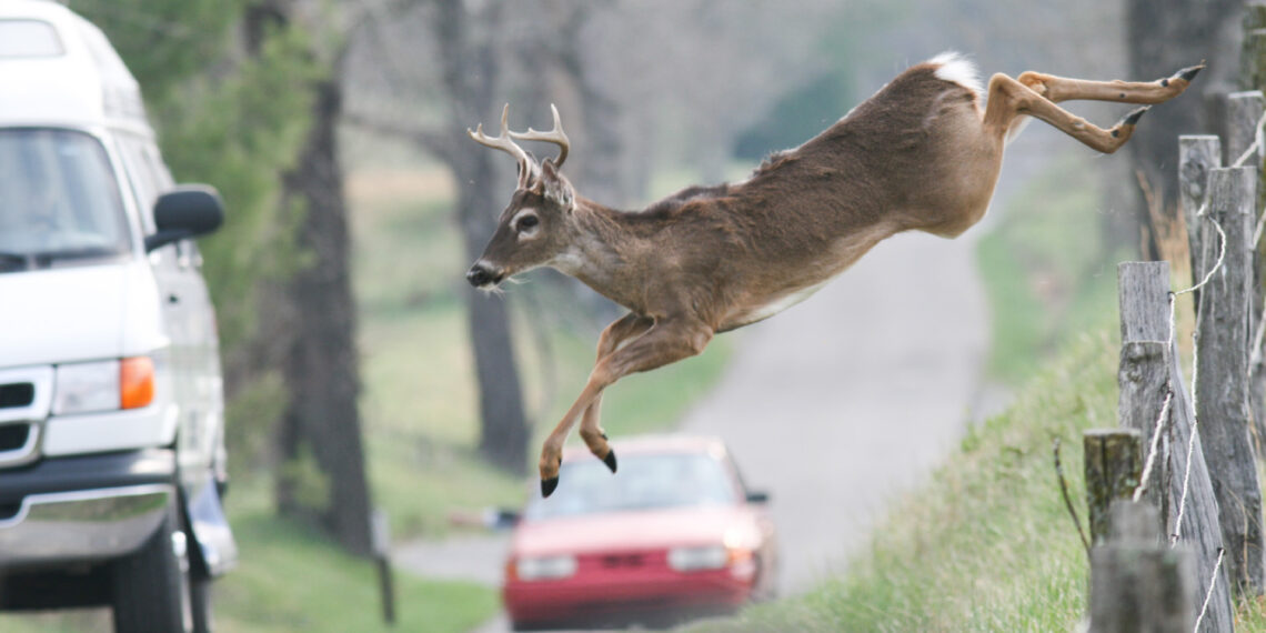 Michigan State Police dashcam captures amazing video of deer jumping over car