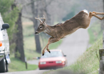 Michigan State Police dashcam captures amazing video of deer jumping over car