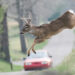 Michigan State Police dashcam captures amazing video of deer jumping over car