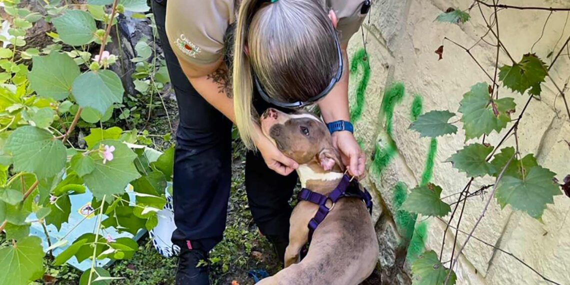 Florida deputy rescues dog thrown off bridge and helps it find new home