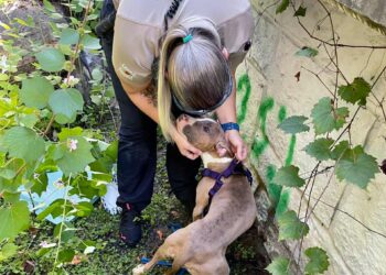 Florida deputy rescues dog thrown off bridge and helps it find new home