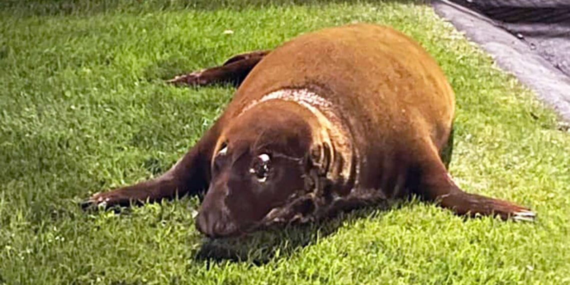 Grey seal turns himself in to police station after avoiding capture in local pond