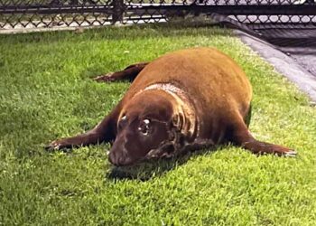 Grey seal turns himself in to police station after avoiding capture in local pond