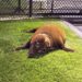 Grey seal turns himself in to police station after avoiding capture in local pond
