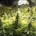 growing-marijuana-indoors