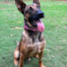 K9 Figo, Georgia State Patrol, Georgia