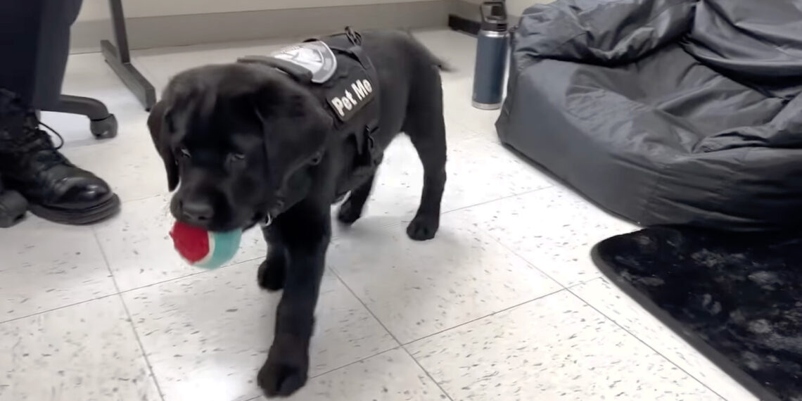 Massachusetts police department hires comfort dog to work with kids