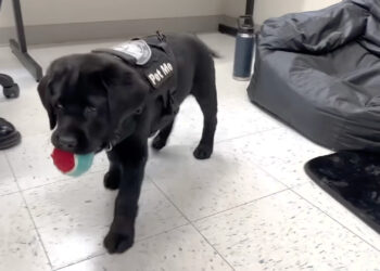 Massachusetts police department hires comfort dog to work with kids