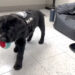 Massachusetts police department hires comfort dog to work with kids