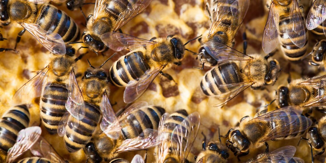 Massachusetts woman unleashes swarm of bees on deputies serving eviction notice