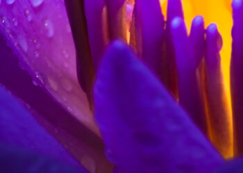 UK legislation update: Government supports various Private Members’ Bills; national minimum wage increase from April 2023