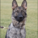 Michigan hunter rescued after police K9 tracks him down – Law Officer